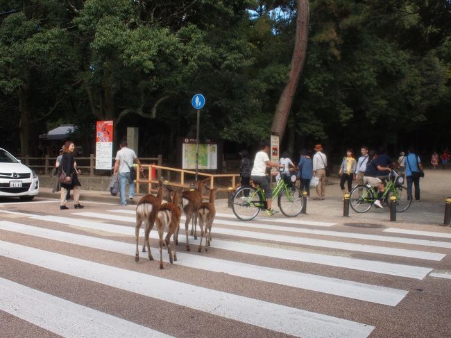 そして、家族かな、仲間かな、みんなで横断歩道を渡る。
