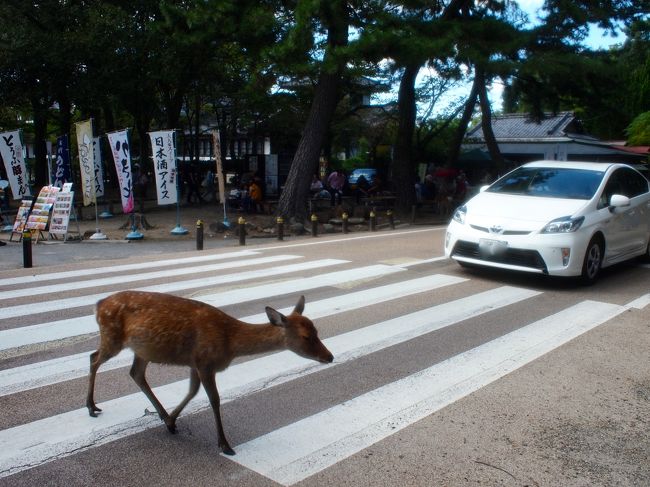 一人ちょっと足が悪い子が遅れて渡るけど<br />ドライバーさんがずっと待ってる辺りがジンとくる。