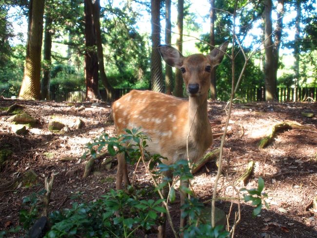 ちっちゃくて、本当にバンビちゃんだ。キュンキュンくる。