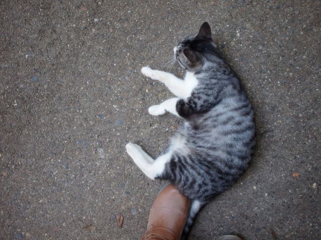 神社を出ると猫が落ちていた。