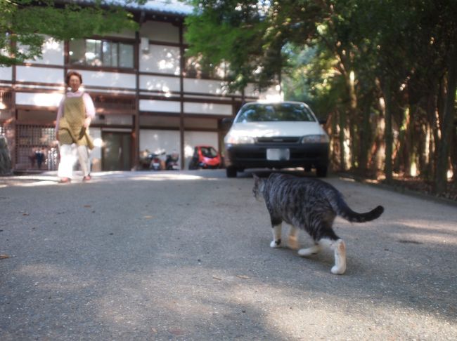 いつもご飯をくれる人かな、スッといなくなり、