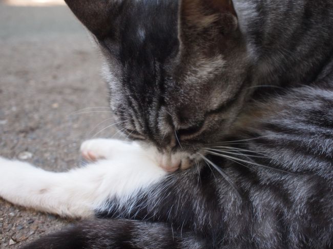 「いたずらばっかりして困るから、<br />可愛いと思ったら持って帰って下さい」<br />とお母さんに言われていた「ミーちゃん」