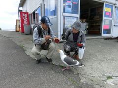 仙法志公園にある、民宿はまだの土産物屋です。
餌をもらってカモメに餌をあげているところです。