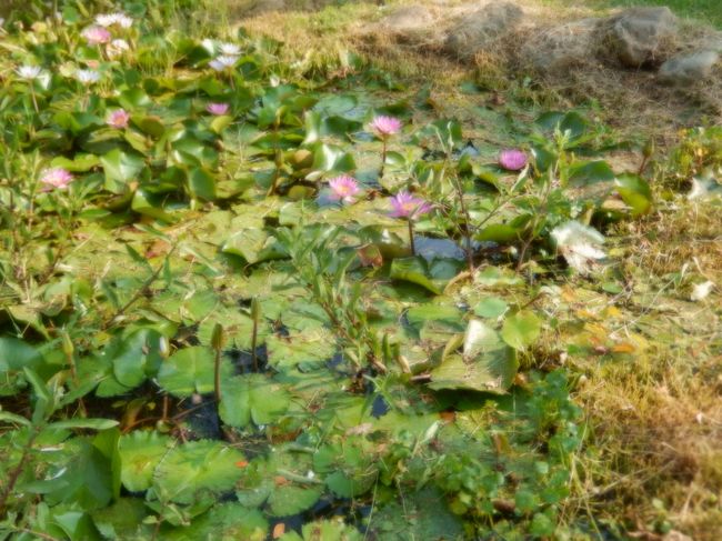 小さな緑地帯に咲いていました