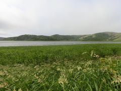 霧雨のような雨の中を久種湖を見に散歩に出かけました。
小学校の裏にあり、10分もかからずに行けましたが、
この近くには湖のほとりの道はないので、
直ぐ引き返しました。