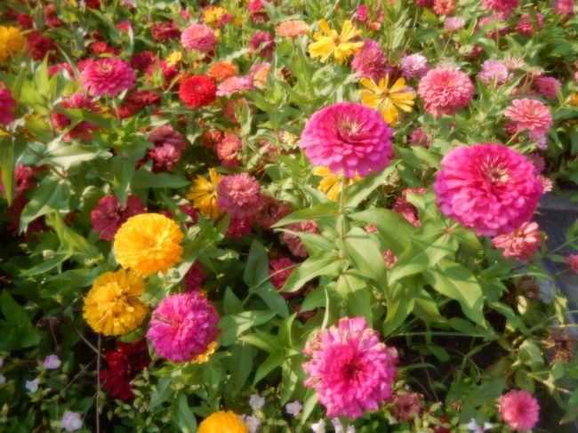 安平古堡内に咲いていました