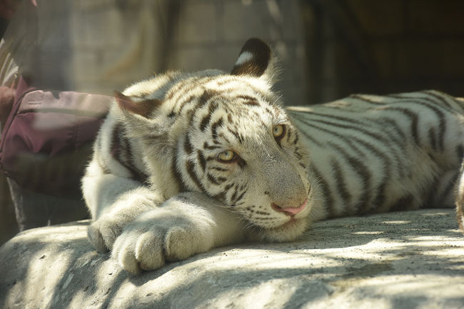 東武動物公園のホワイトタイガーをみてきた 蓮田 白岡 埼玉県 の旅行記 ブログ By Turacoさん フォートラベル