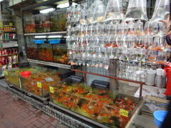 香港では金魚は金運があがる縁起がいい魚とのこと。金魚屋さんが集まる金魚街。