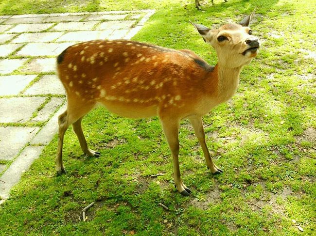 鹿こんなにいるのーヽ(*´∀｀*)ﾉ！？<br />