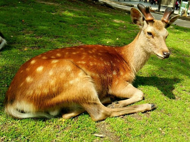 沖縄で２度ほどヤギに突進されたのが<br />トラウマでちょっとドキドキするwww<br />