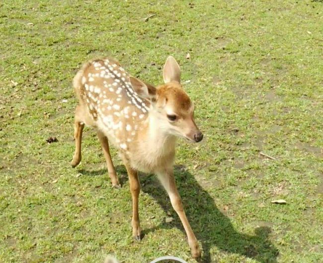 バンビもいるよ！<br /><br /><br />それにしても中国？台湾？からの観光客で<br />賑わっていて、日本語が全然聞こえてこない！<br />