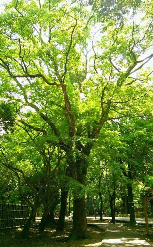 何とも立派な大木！