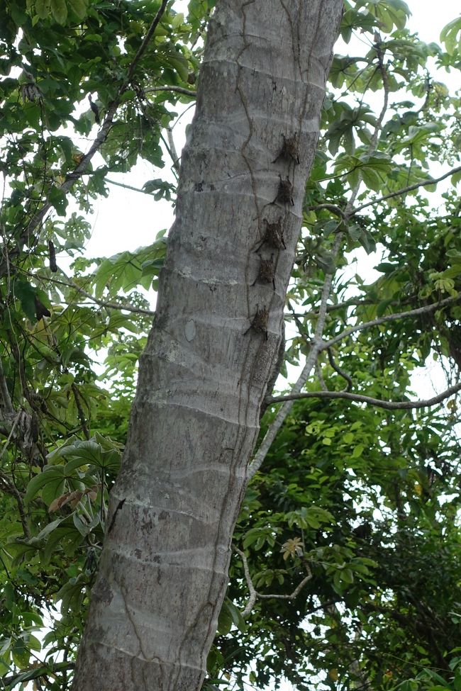 何だと思います？<br /><br />昼間寝ている蝙蝠