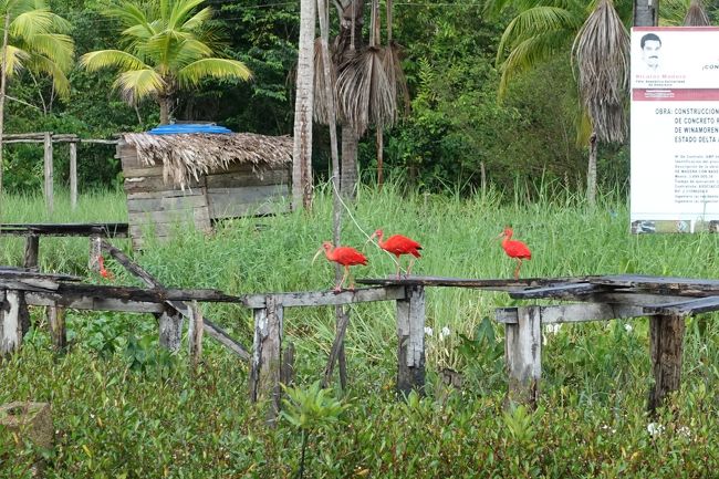 海老を食べて赤くなるという鳥