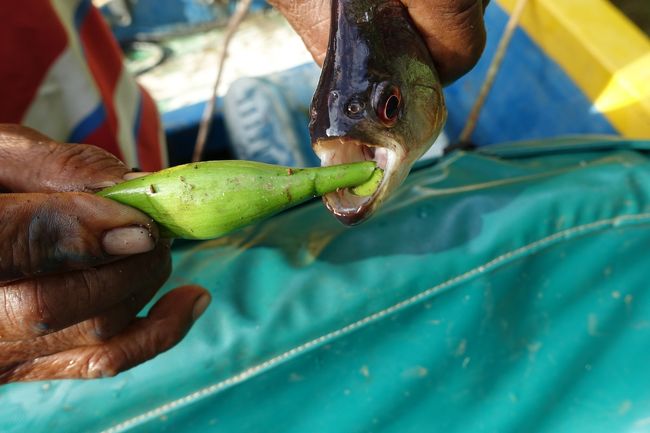 私が釣ったピラニア