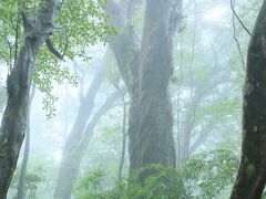 白谷雲水峡　雨でも綺麗