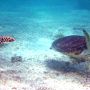 ２度目の宮古島　シュノーケリング（２日目）シギラビーチのウミガメ