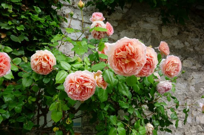 花々が咲き乱れる季節。