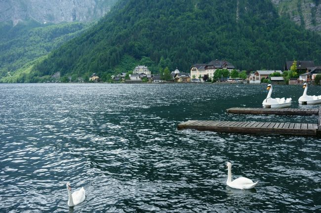 意外と獰猛らしい白鳥。