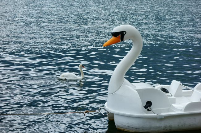 白鳥ボートと白鳥のコラボ。<br />