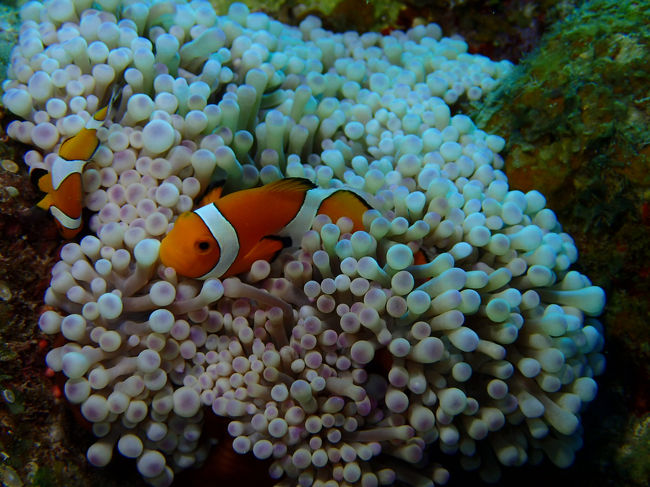 ニモで有名な　カクレクマノミ