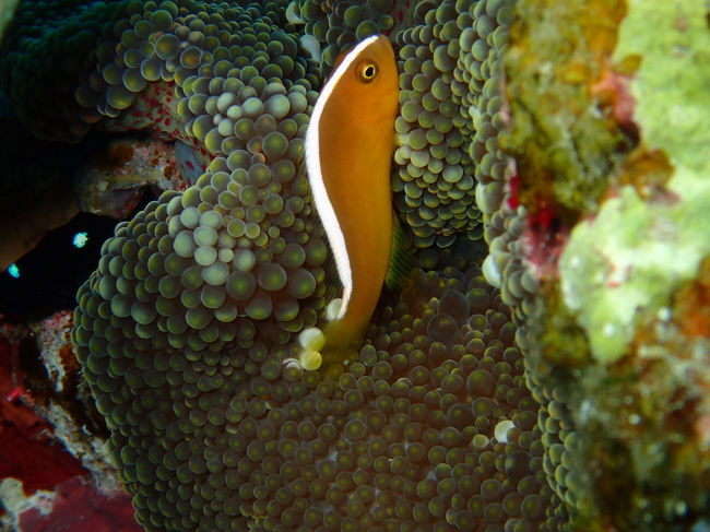 頭の先から尻尾まで伸びた１本線が特徴のセジロクマノミ