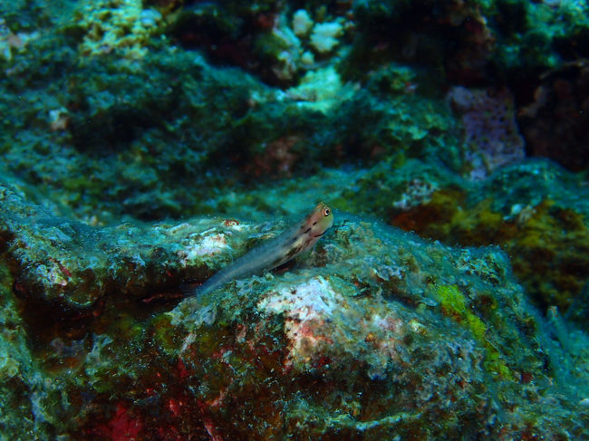 この位置から動かず　マンタを待つ<br /><br />待つ…<br /><br />待つ……<br /><br />全然マンタ　やって来ないーーーーーーーー！！！！！！<br /><br /><br />撮るものないんで小物でも…