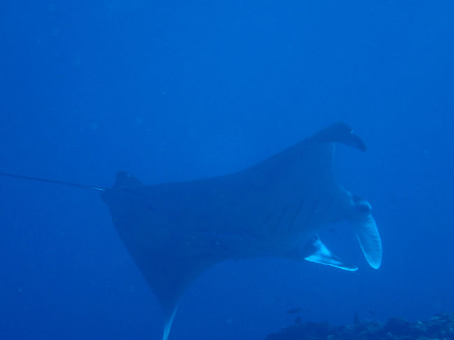 かなーーーーーーーーーーり<br /><br /><br />待ちました。<br /><br /><br />待ってもマンタ現れないなんてこともきっとあるんでしょうね<br /><br /><br /><br />音もなく<br /><br /><br />ゆっくりと<br /><br /><br />マンタ　現れました(^^)v<br /><br /><br />