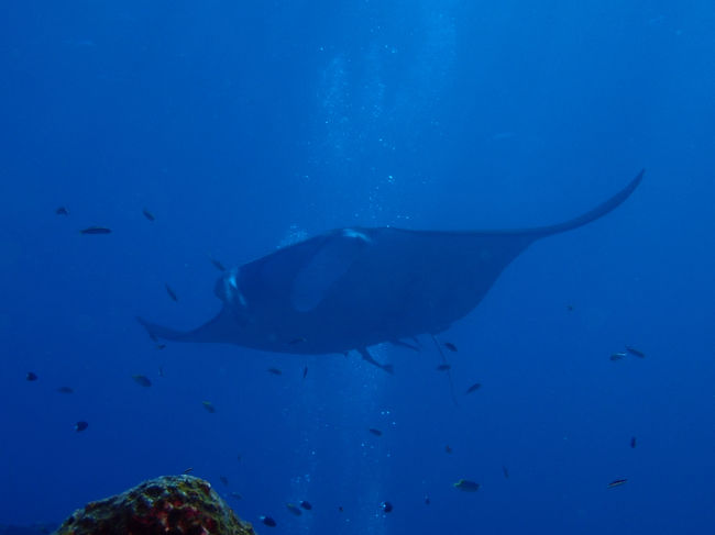 やっぱりデカイな…