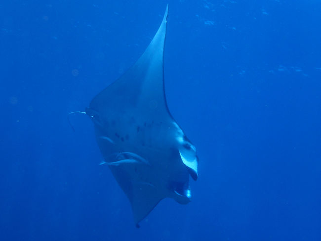 コバンザメも引き連れてます