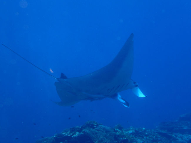 初日は　マンタたったの３枚しか現れず…<br /><br /><br /><br />透明度もあまり良くなく…　（１５ｍ位はあったと思いますが…）<br /><br /><br /><br />ちょっぴり残念な感じで終了です