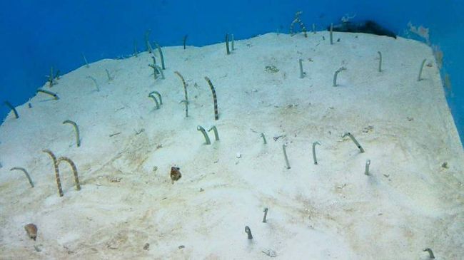 何故かブームになっているらしいチンアナゴ。