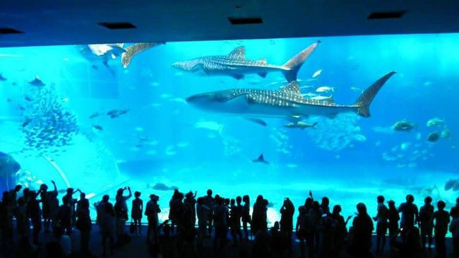 ジンベイザメの前にやっと人だかり発見！<br />