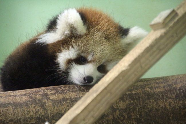 Hello レッサーパンダの赤ちゃん 公開後まだ１週間のクウタくんとメイメイちゃんの双子ちゃん 風太くんの孫 千葉市動物公園にて 千葉市 千葉県 の旅行記 ブログ By まみさん フォートラベル