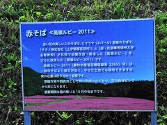 もう少し、足を延ばしてやってきたのは、赤そばの里です。

「高嶺（たかね）ルビー２０１１」と名付けられたヒマラヤ地方から持ち帰った実を品種改良されて栽培されています。

この日は、赤そば花まつりが開催されています。