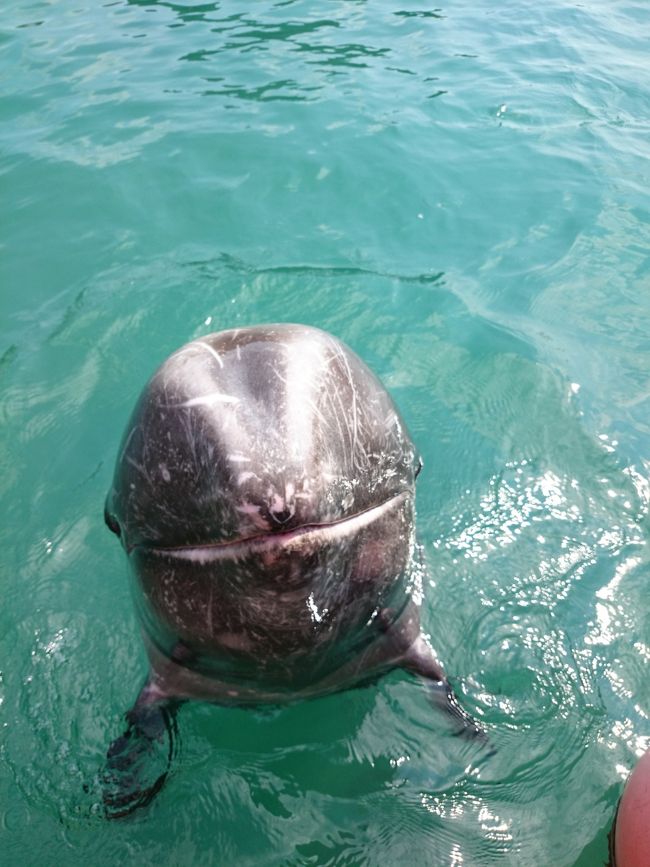 クジラショーのあとは、餌付けが出来るエリアへ。<br />餌付けの料金200円(安い！)を払わなくてもエリアには入れます。<br /><br />エリアに入れるとすぐに小鯨やイルカが近づいてきました。