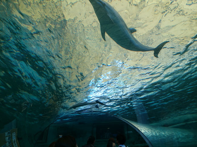 博物館とは別にある海洋水族館。<br />たくさんのイルカがヒョイヒョイ泳いでます。