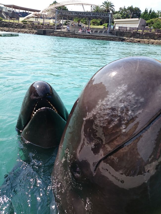 カヤックに乗るとすぐクジラが近づいてきます。<br />近い！！