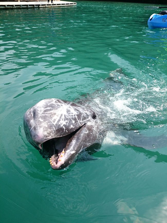 エサくれー！<br />と近づいてきます。