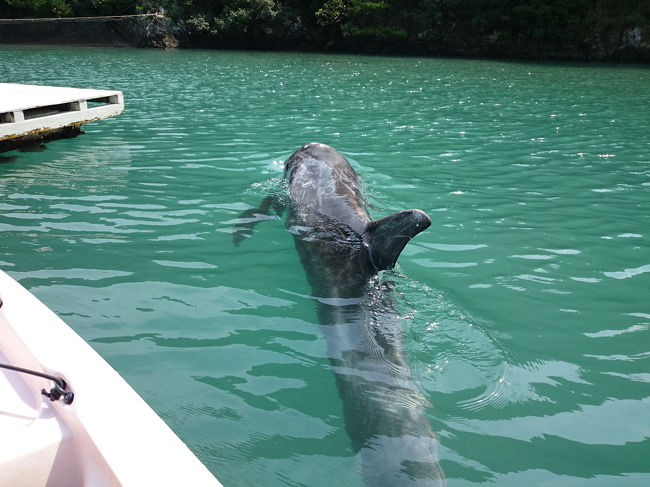 エサが無くなると「無いのか」と離れちゃう。<br /><br />でも気が向くとイタズラをしにきますよ。