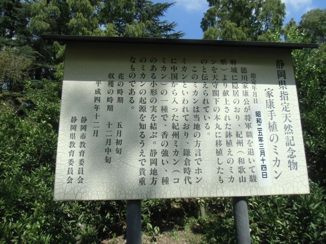 このミカンは、後に徳川御三家を形成する紀州から献上された。<br />そして、今は、県の天然記念物に指定されているわけね。