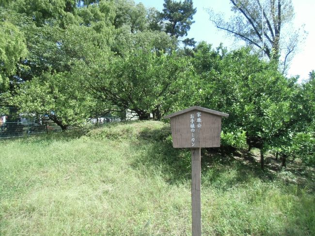 家康像の近くにある彼の手植えのミカン