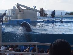美ら海水族館に行きました。
ルールはよくわかりませんが、イルカのショーは入館料を払わずに入れたのですが、これ払わなくて大丈夫だったのでしょうか、心配です。

前回9ヶ月の娘は、遠くのイルカのショーに見向きもしませんでしたが、半年たって、楽しんでいるようでした。

ちなみに、イルカの水かけはまるで昨今のディスニーランドのよう、かなり濡れるので要注意です。