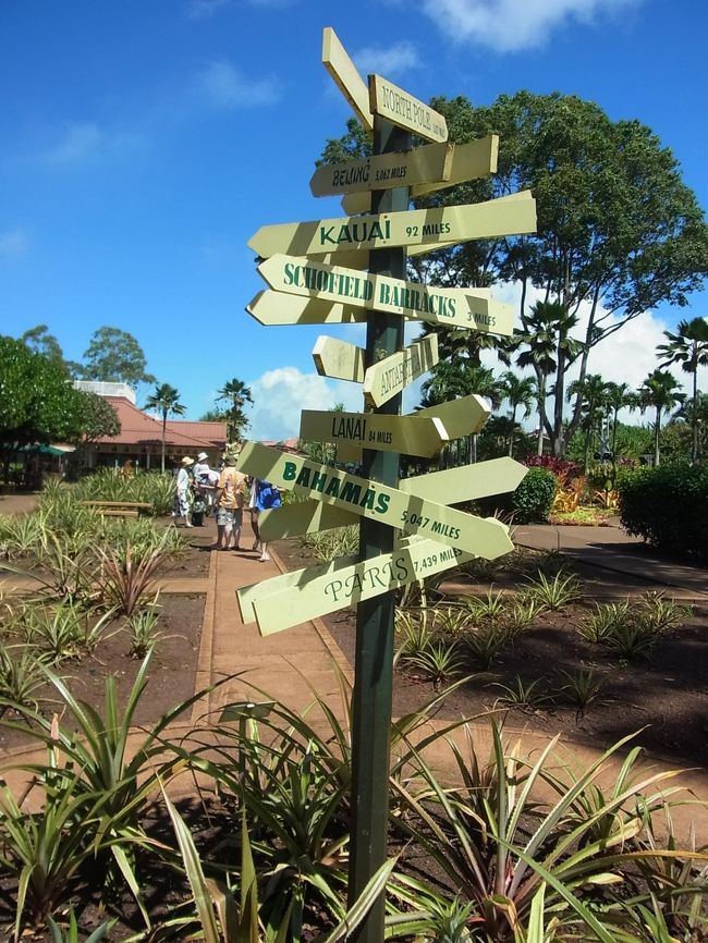 時間に限りがありますので、無料で見られるパイナップル畑へ。