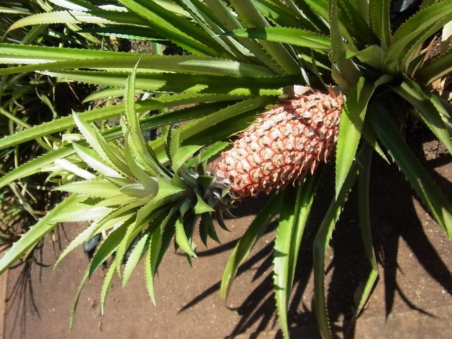 長細いパイナップル…。<br /><br />参加者のみなさん、きっちり5分前行動で時間通りに出発してハレイワに向かいました。