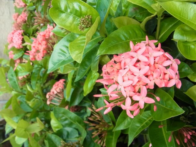 素敵な雑貨がそろう「SoHa LIVING」なんかを楽しみにしていたけれど、まーお値段も素敵で、まったく手が出ず。結局、チチのお土産のスポーツソックスと、ホールフーズでチアシードの微妙なドリンクを買ったのみでした。