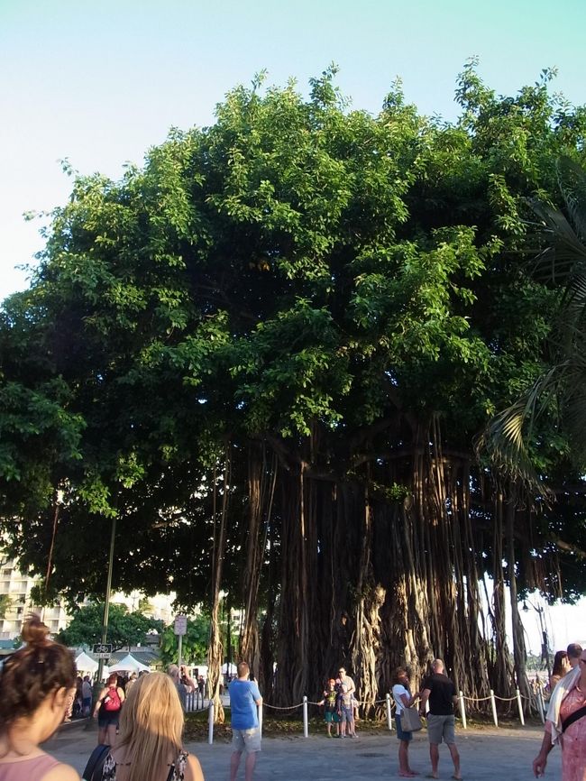 ワイキキビーチのガジュマルの木。立派です。<br /><br />少しずつ日が暮れてきたので、サンセットを見るためにビーチに移動します。