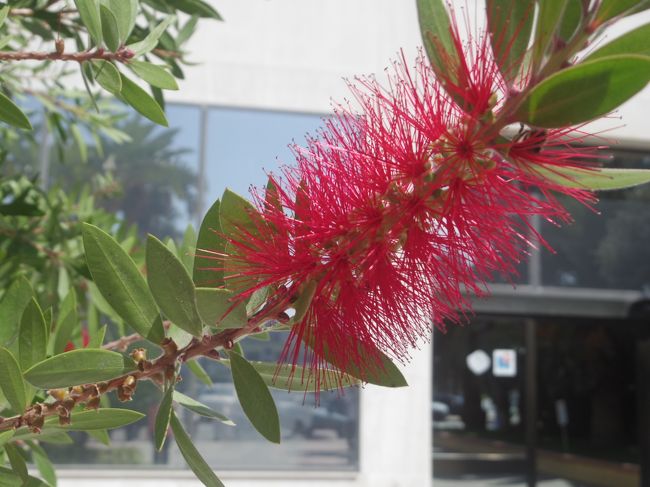 アフリカに第一歩！<br /><br />オーストラリアでも見た、グラスウォッシュの花がお出迎え。