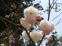 宮島へ到着。

桜は殆ど散ってました。