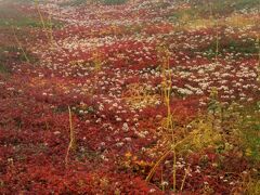 チングルマの綿毛と草紅葉